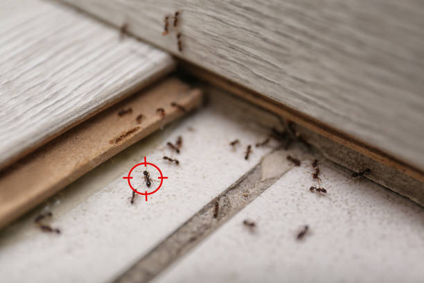 Spider Control Near Me in Chubbuck, ID